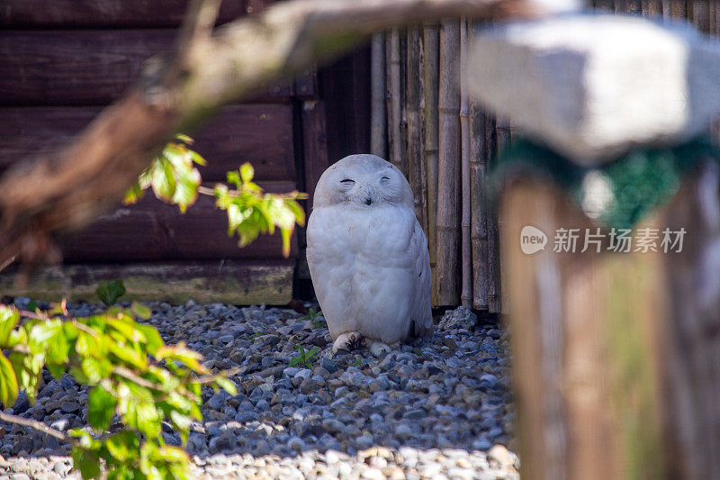 Snowy Owl (Bubo scandiacus) spotted outdoors